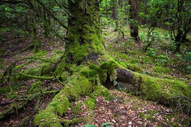 På promenad i naturreservatet Aros Park