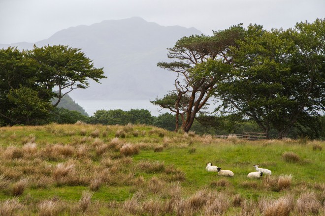 Får som vilar sig i form